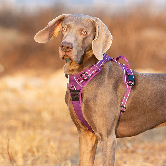 "Guide des harnais pour chiens : Découvrez le meilleur pour votre compagnon à quatre pattes !