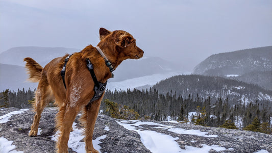 Guide d'achat : Comment choisir le harnais parfait selon la race, la taille et l'âge de votre chien