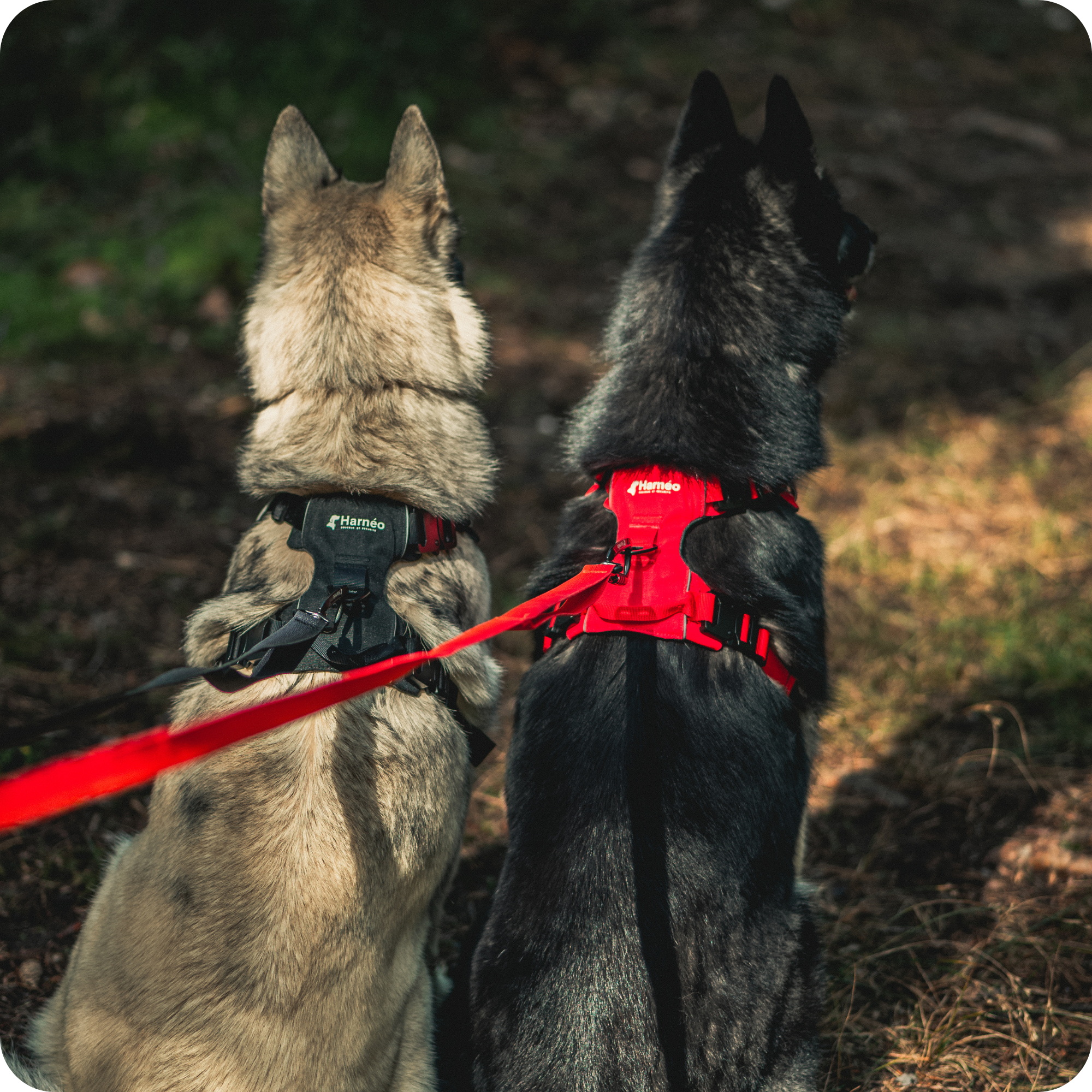 Harnais Anti-Traction Équinoxe