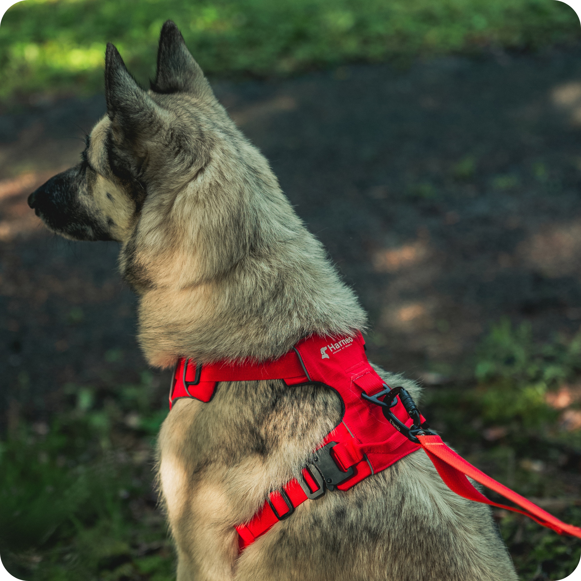 Harnais Anti-Traction Équinoxe