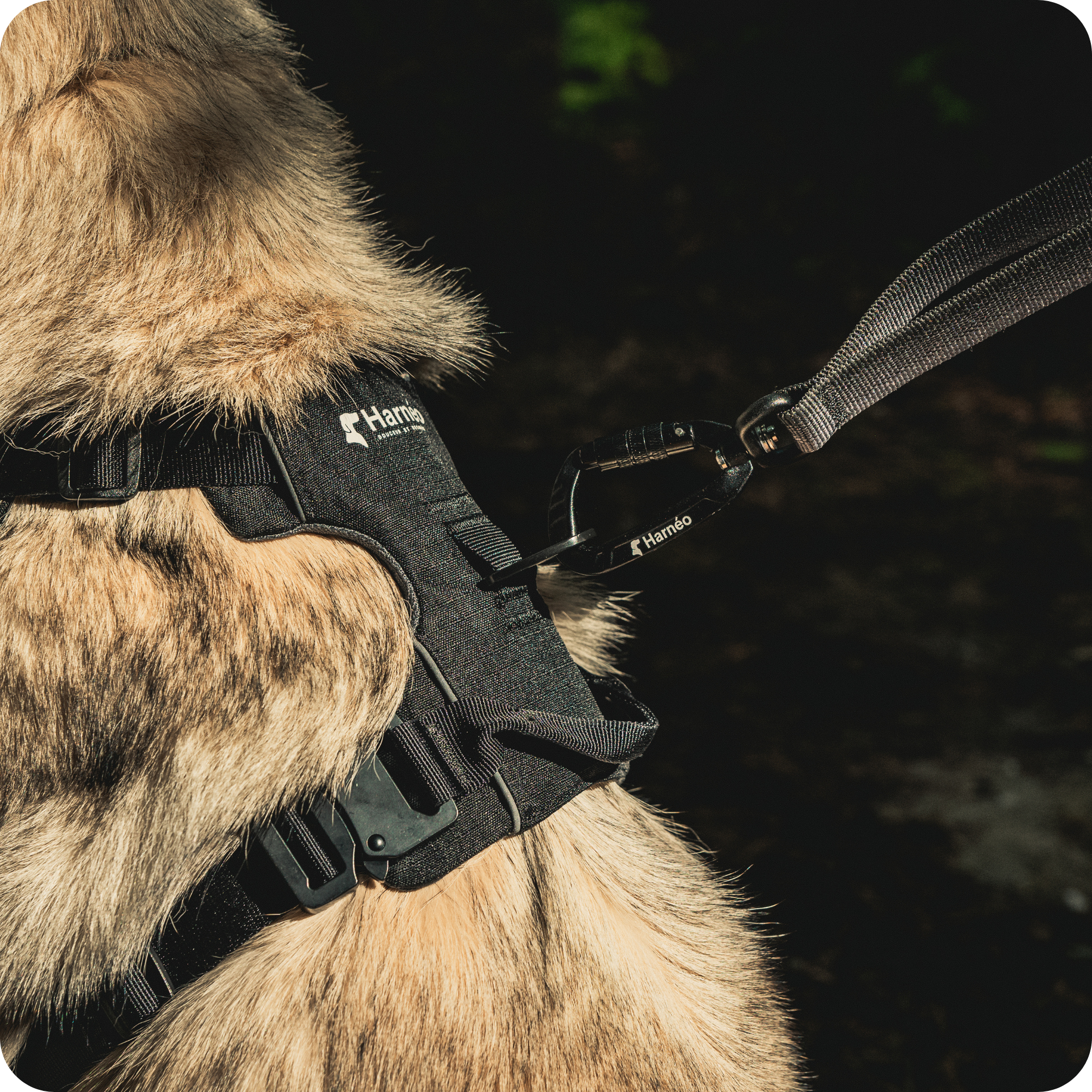 Harnais Anti-Traction Équinoxe