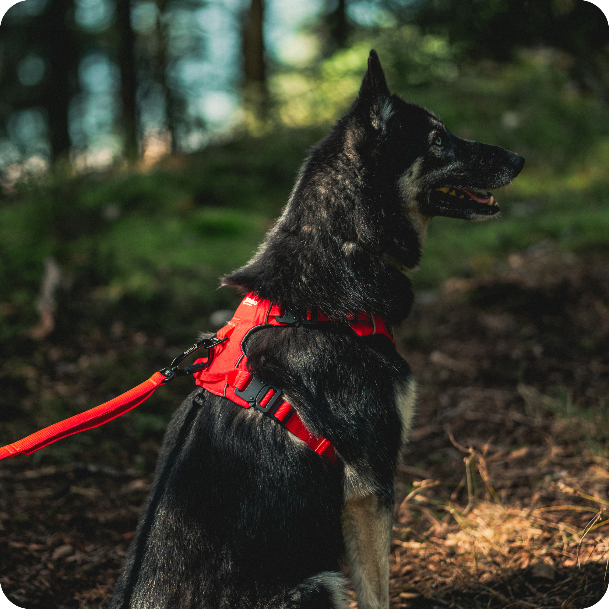 Harnais Anti-Traction Équinoxe