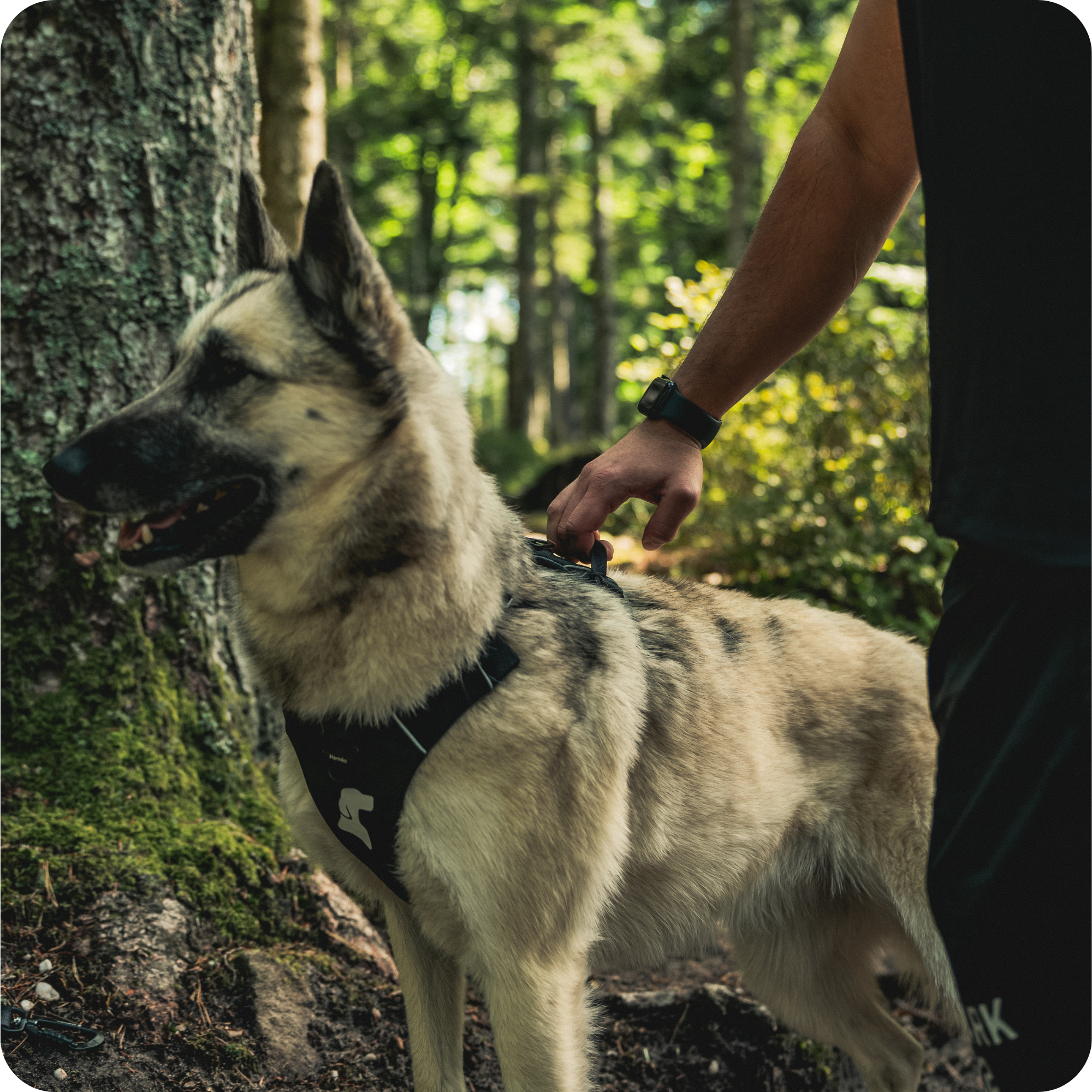 Harnais Anti-Traction Équinoxe