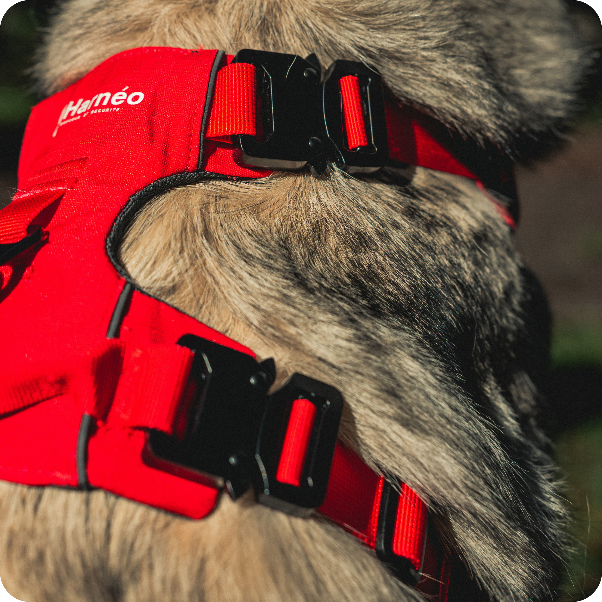 Harnais Anti-Traction Équinoxe