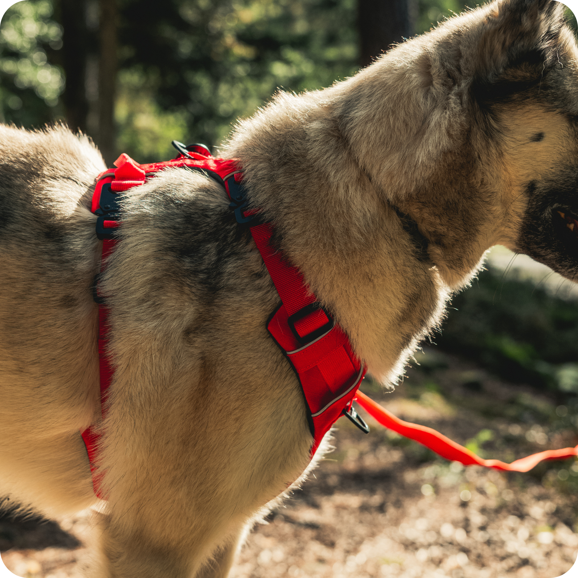 Harnais Anti-Traction Équinoxe