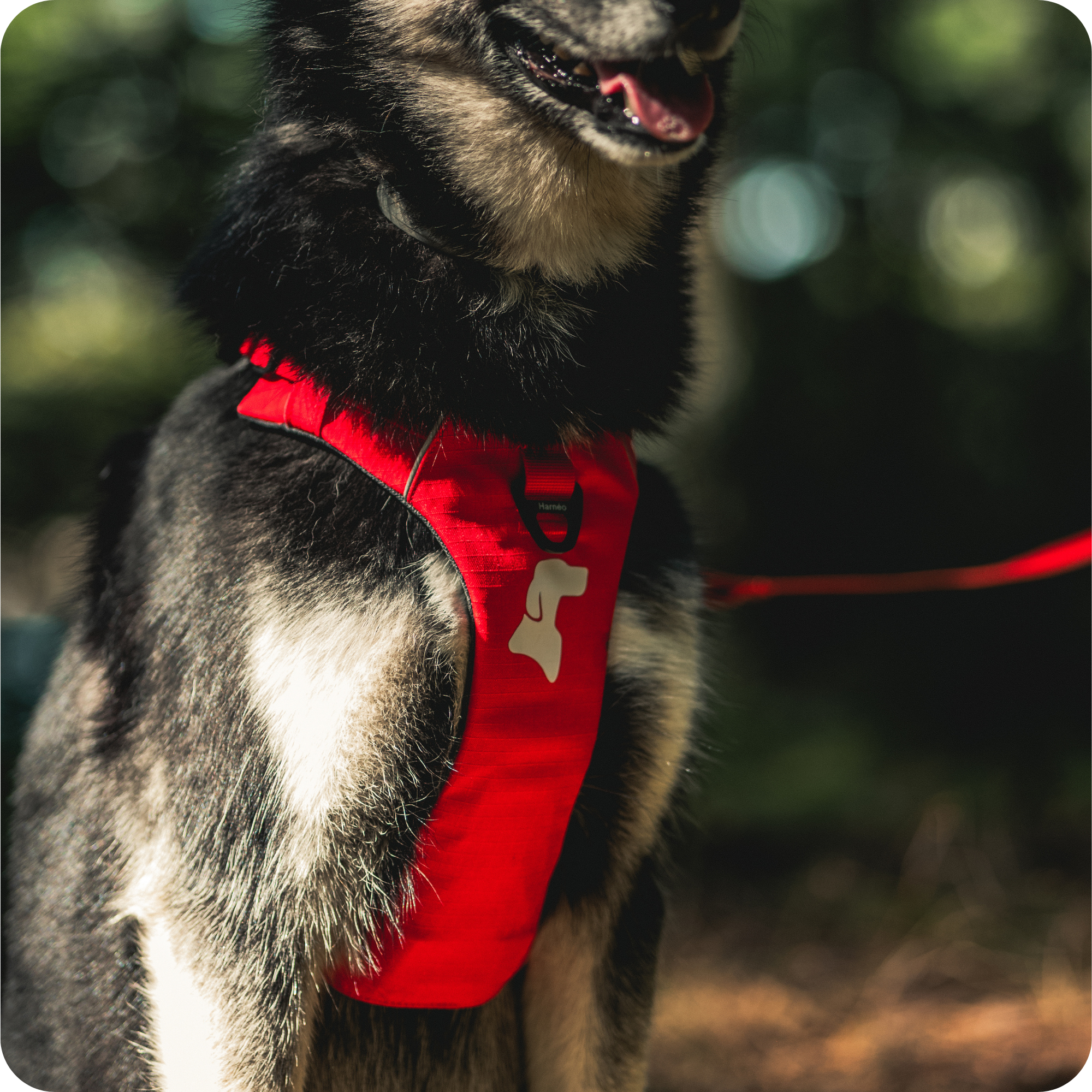 Harnais Anti-Traction Équinoxe