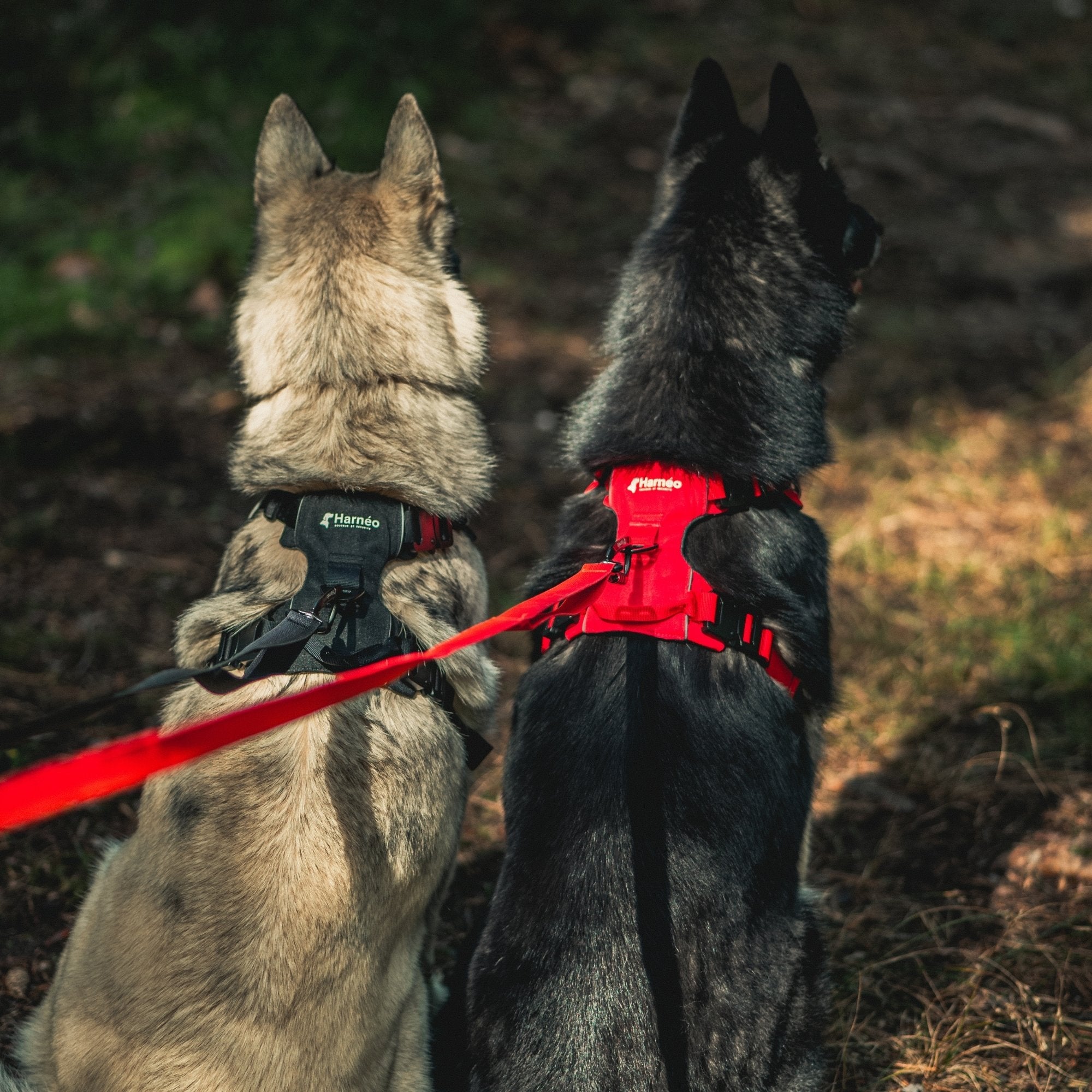 Harnais Anti-Traction Équinoxe