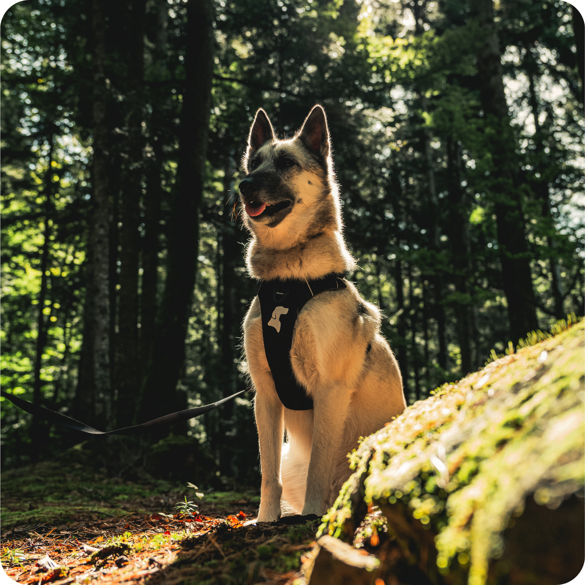 Harnais Anti-Traction Équinoxe