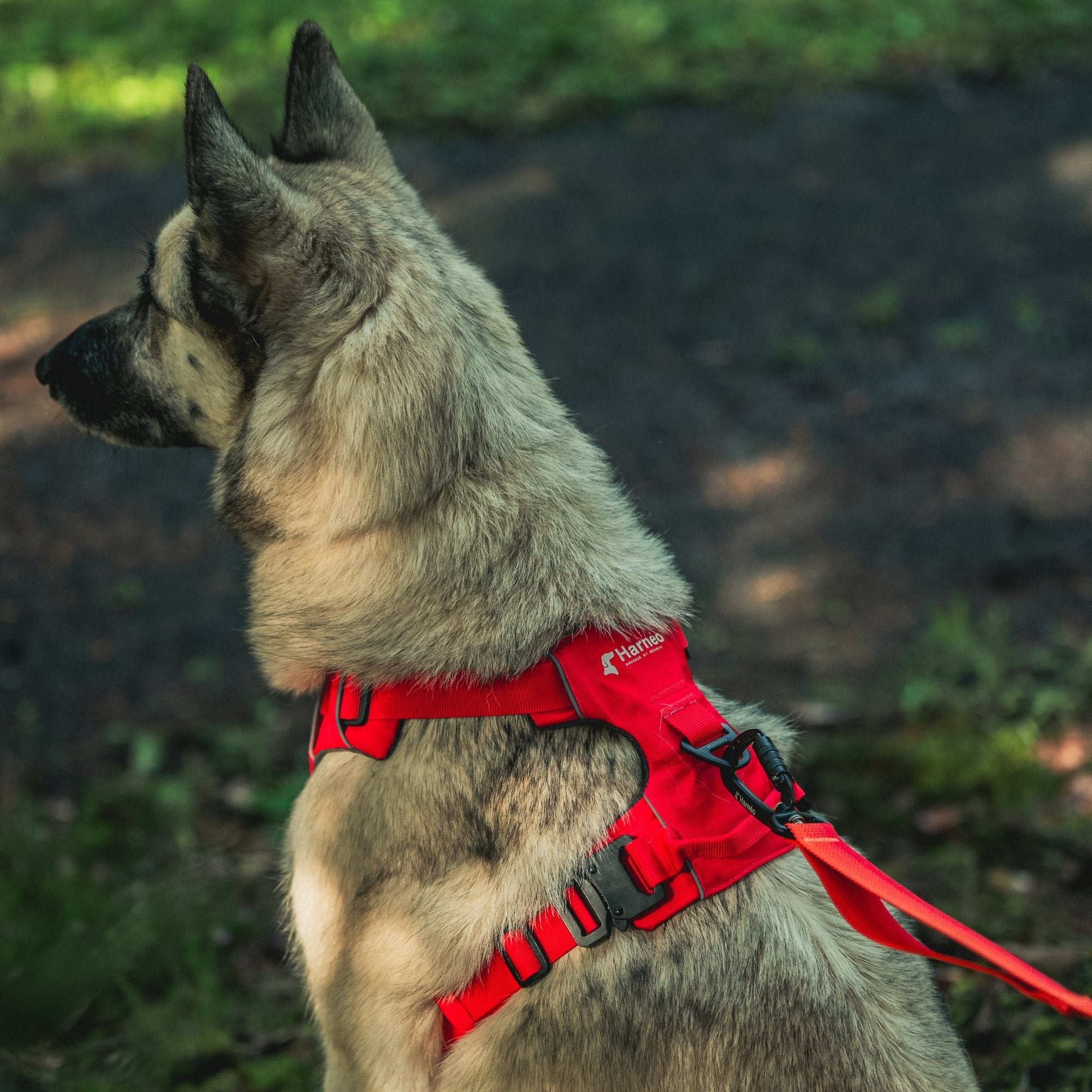 Harnais Anti-Traction Équinoxe