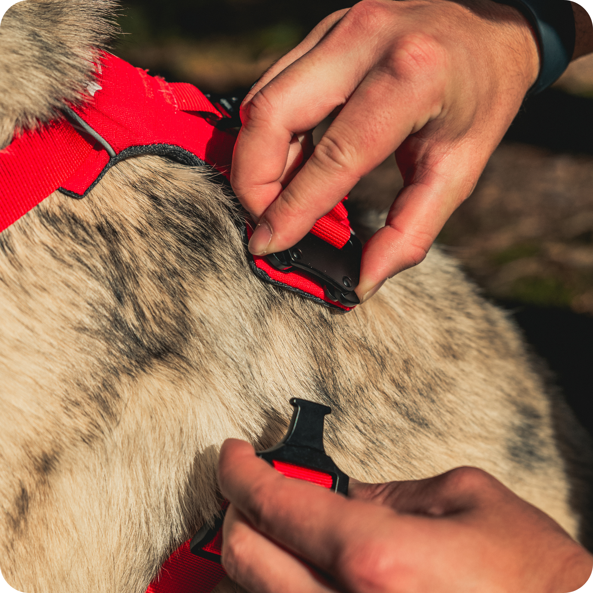 Harnais Anti-Traction Équinoxe