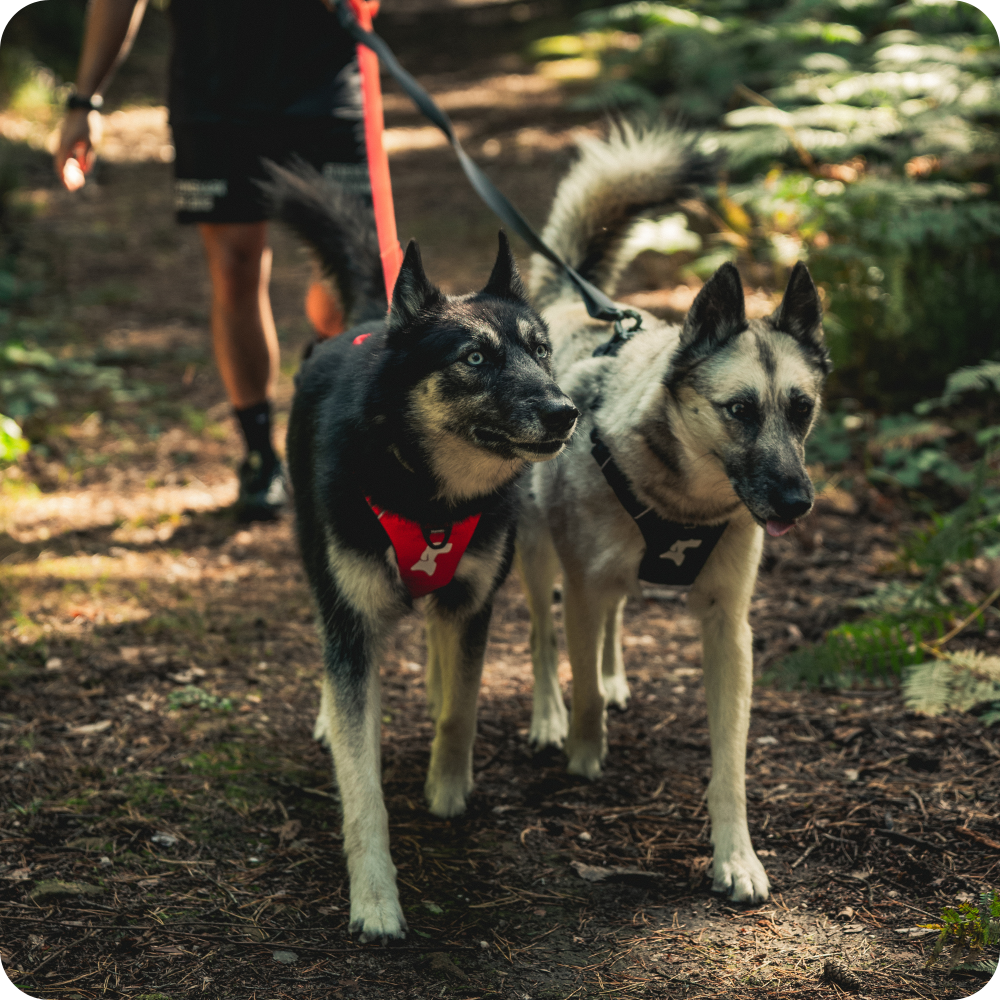 Harnais Anti-Traction Équinoxe