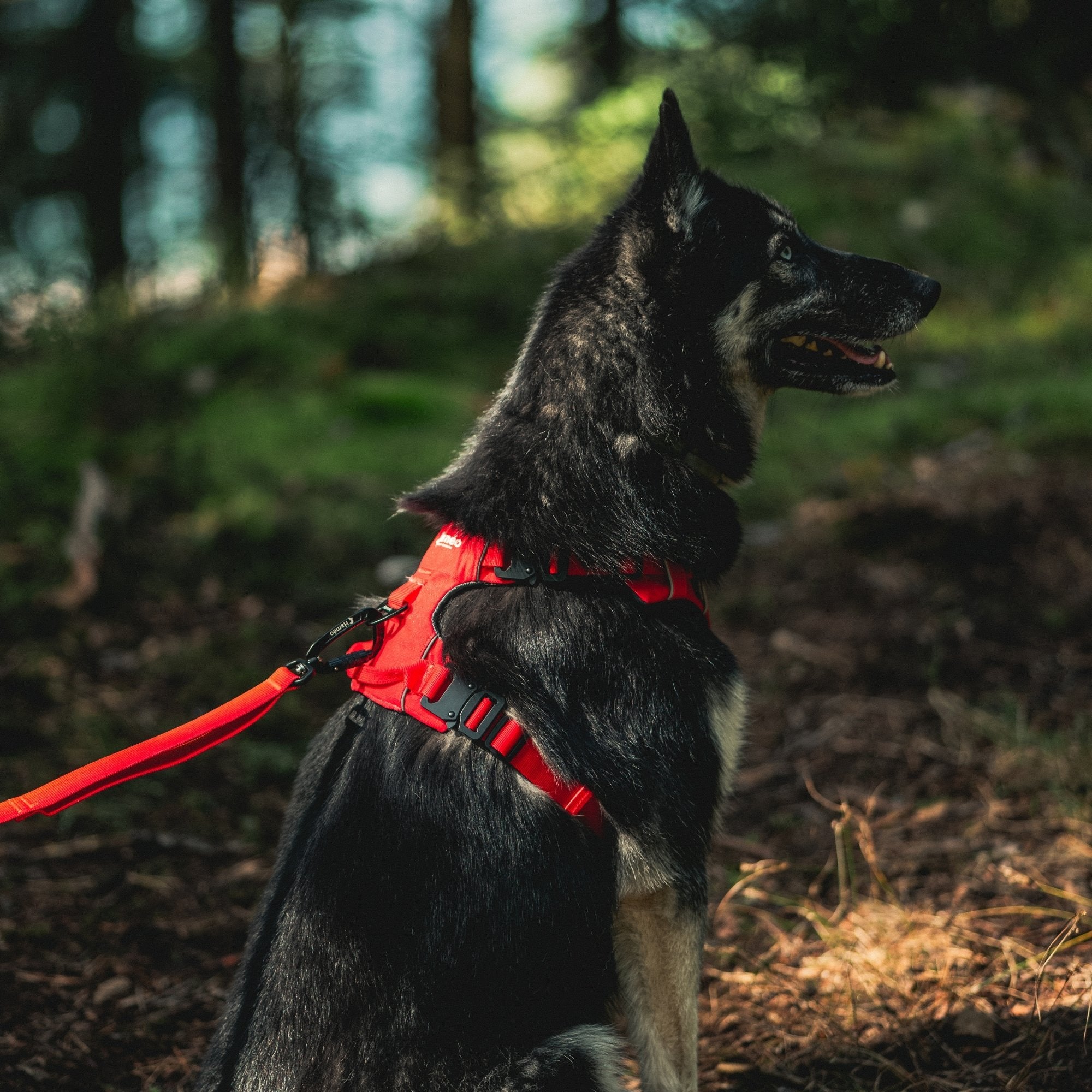 Harnais Anti-Traction Équinoxe