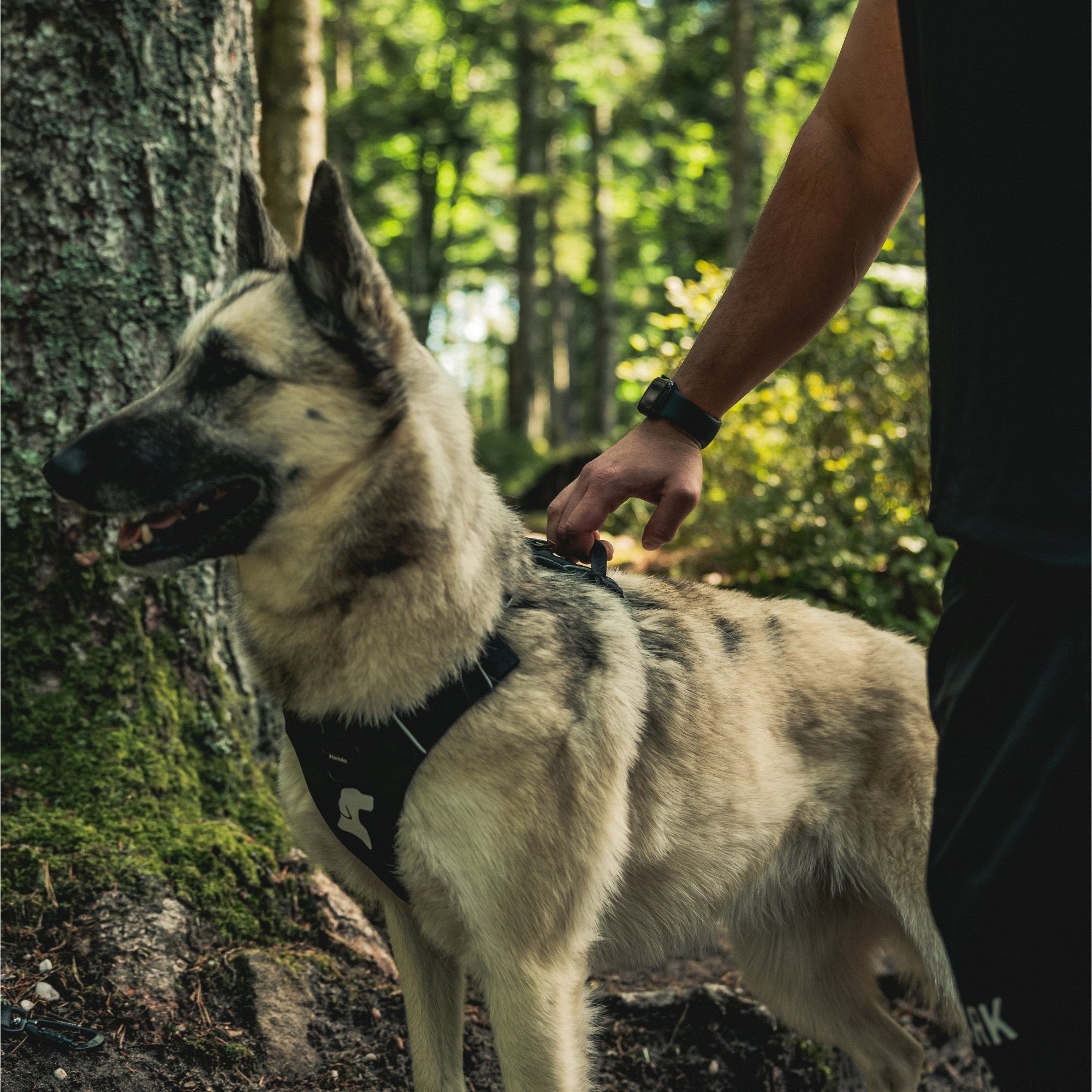 Harnais Anti-Traction Équinoxe