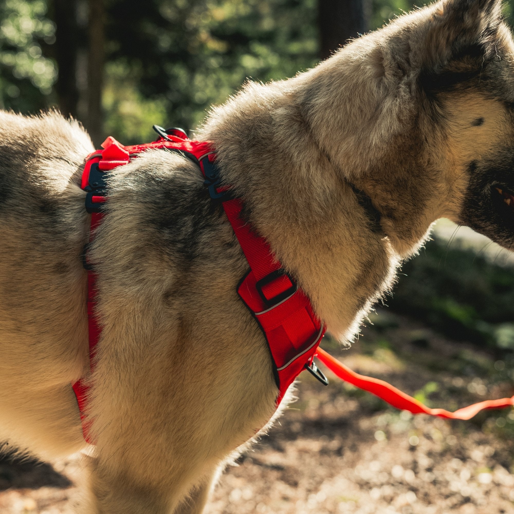 Harnais Anti-Traction Équinoxe