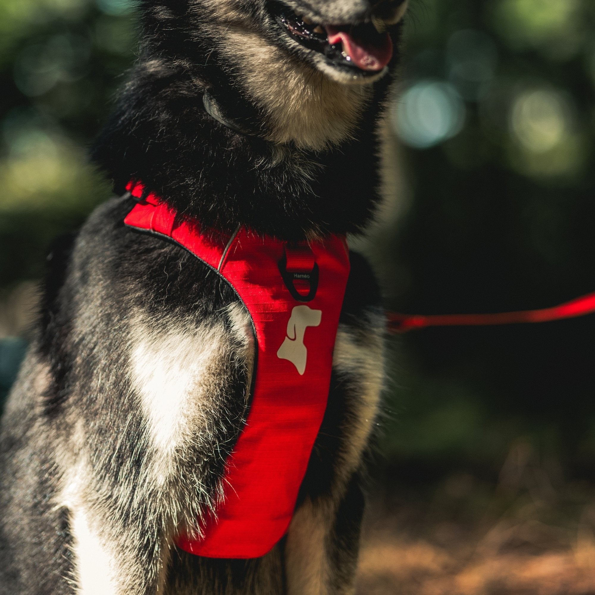 Harnais Anti-Traction Équinoxe