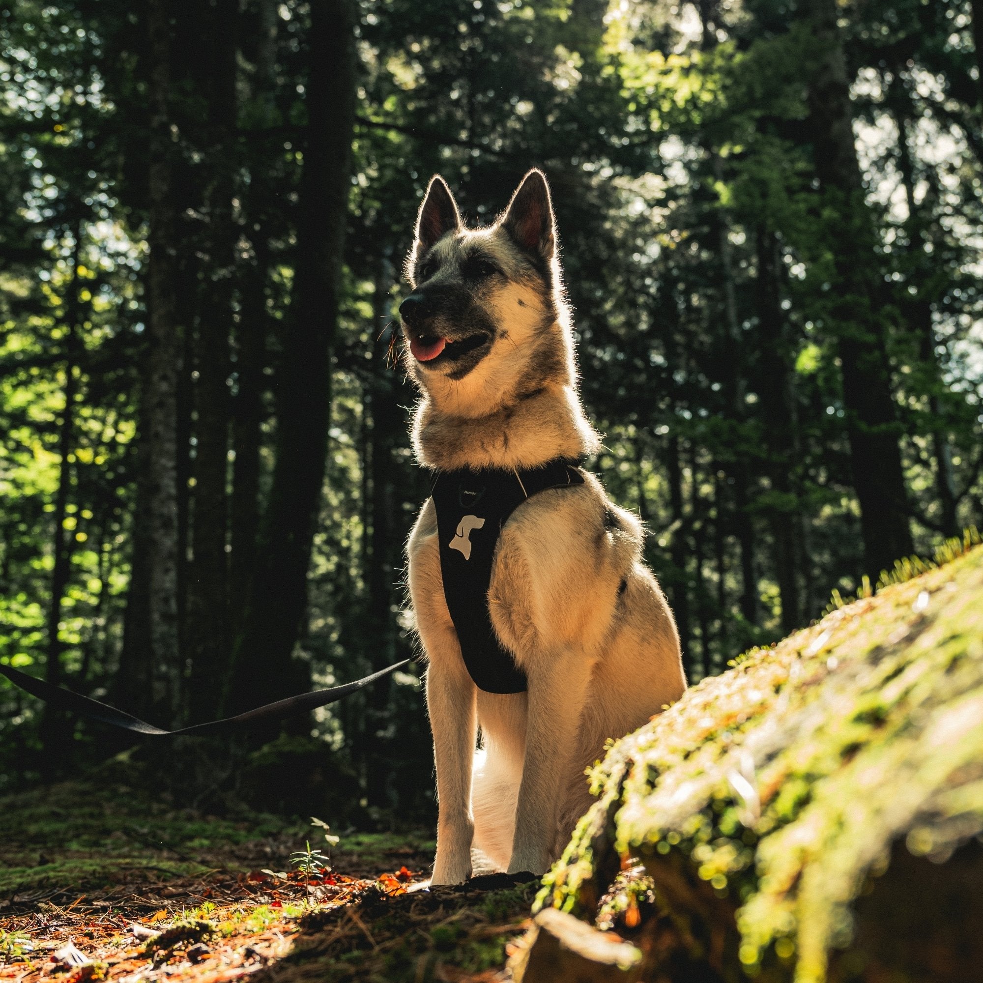 Harnais Anti-Traction Équinoxe