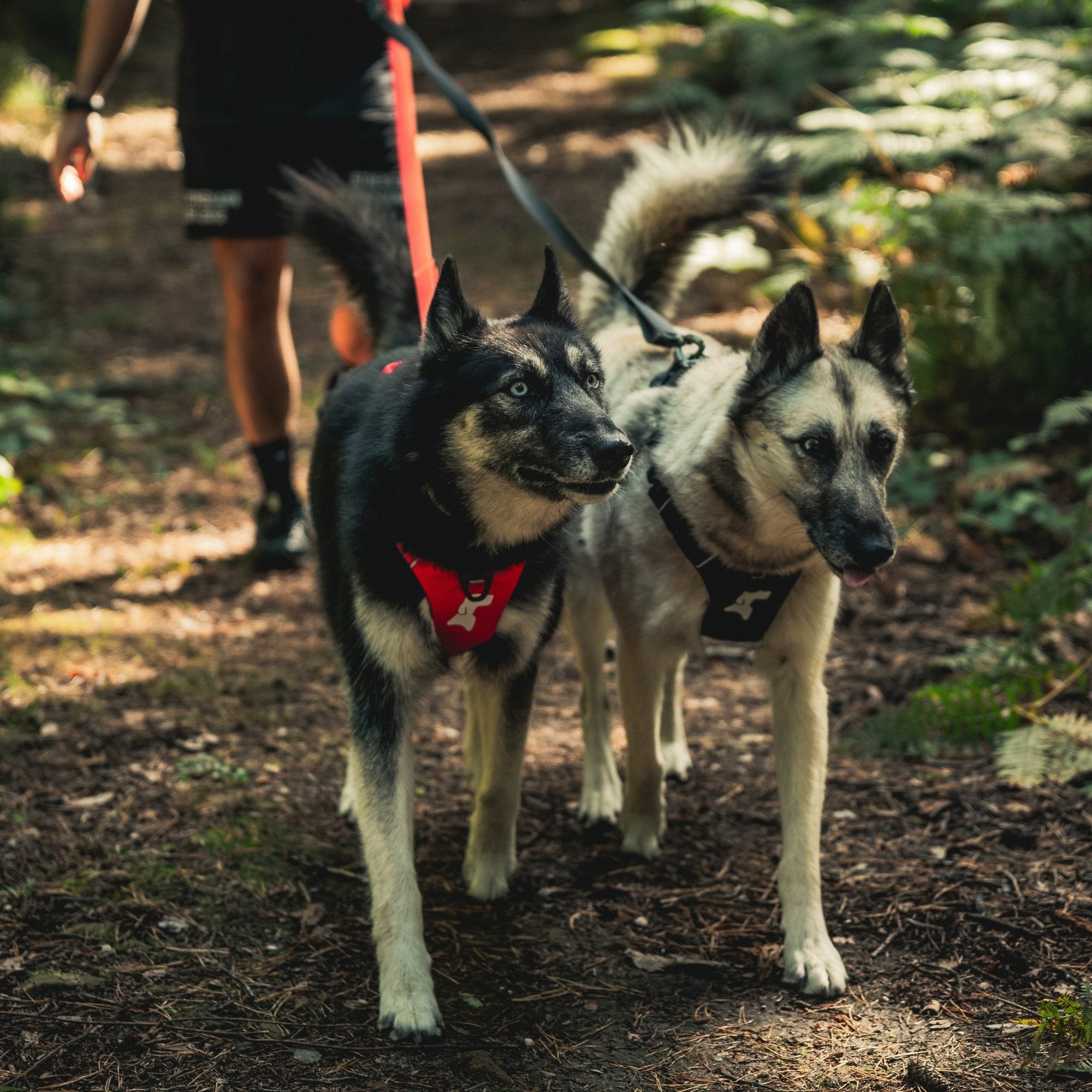 Harnais Anti-Traction Équinoxe