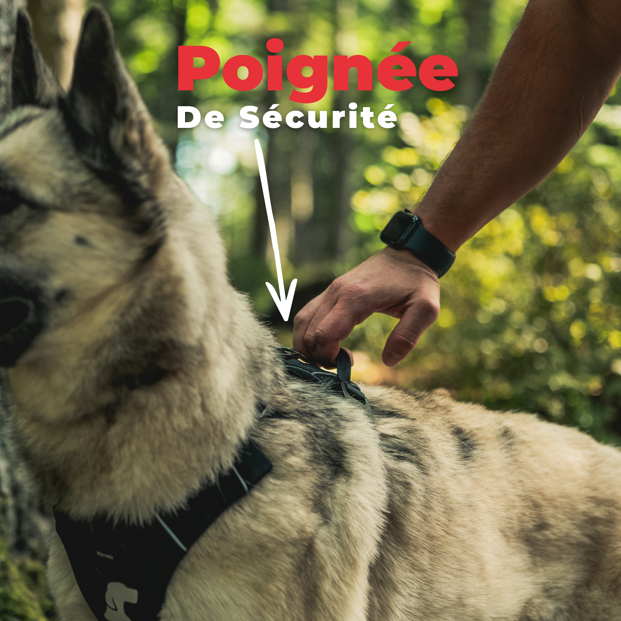 Harnais Anti-Traction Équinoxe