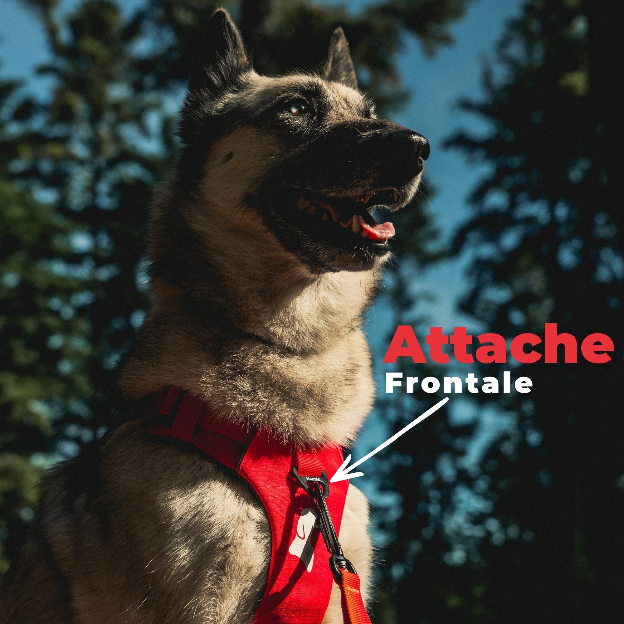 Harnais Anti-Traction Équinoxe