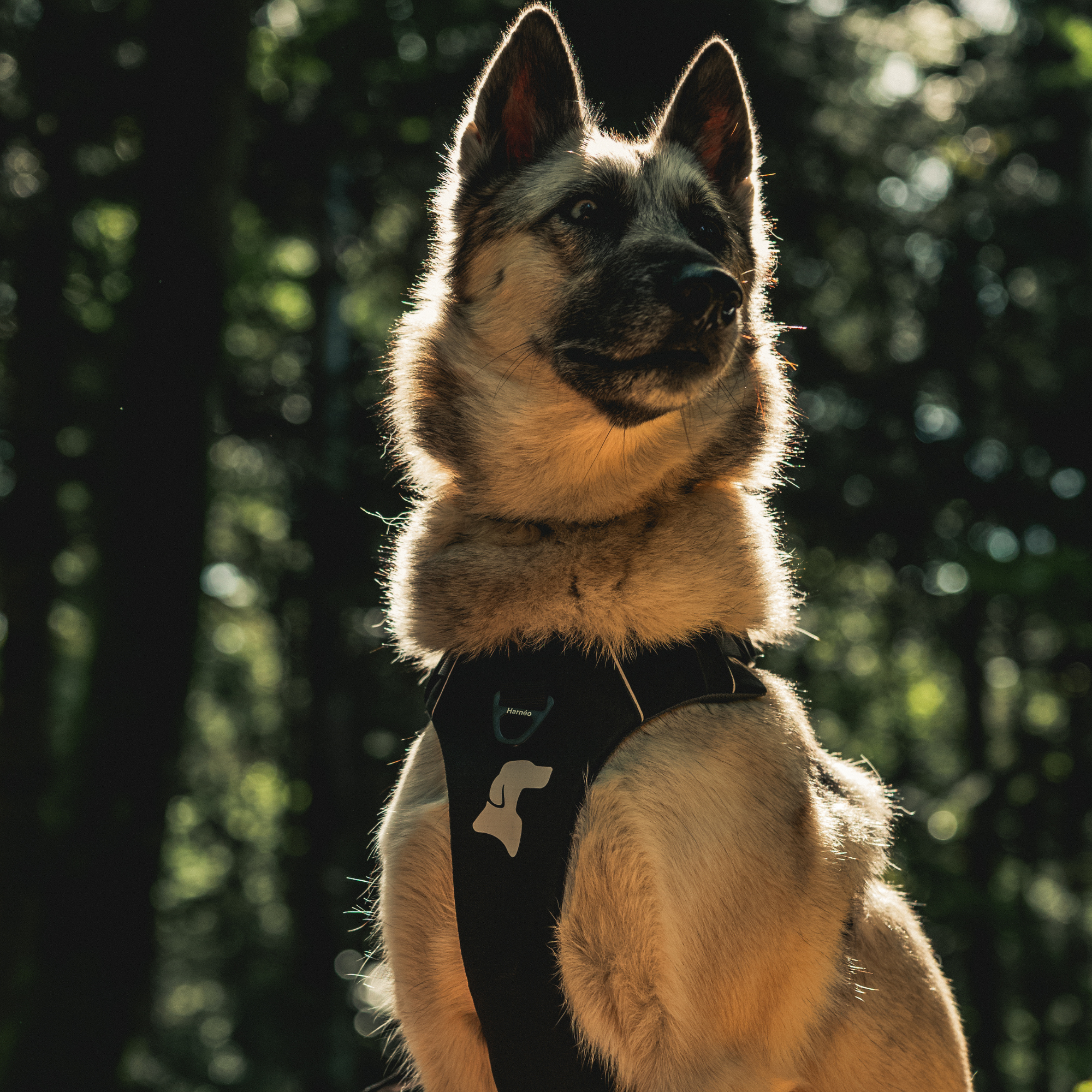 Harnais Anti-Traction Équinoxe