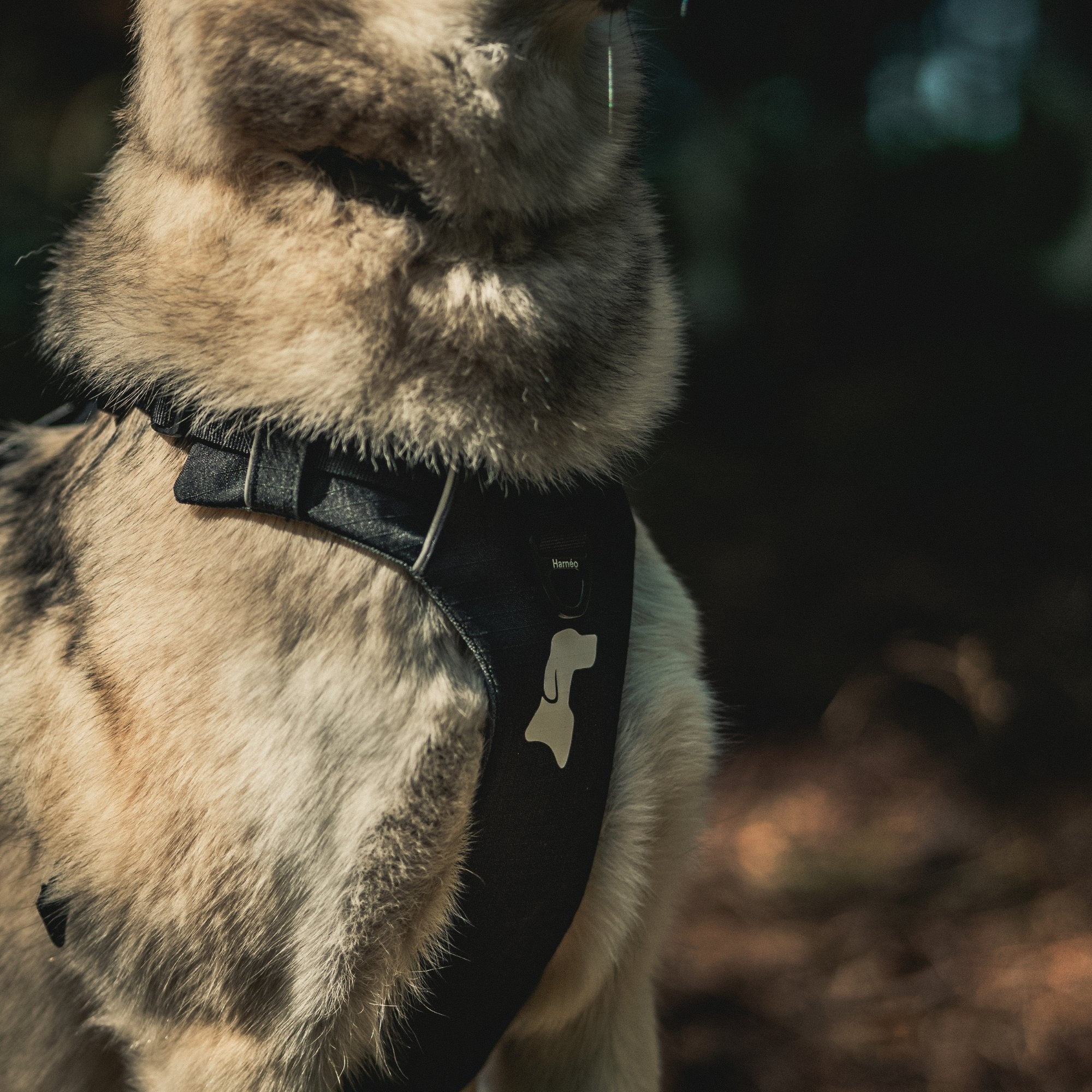 Harnais Anti-Traction Équinoxe