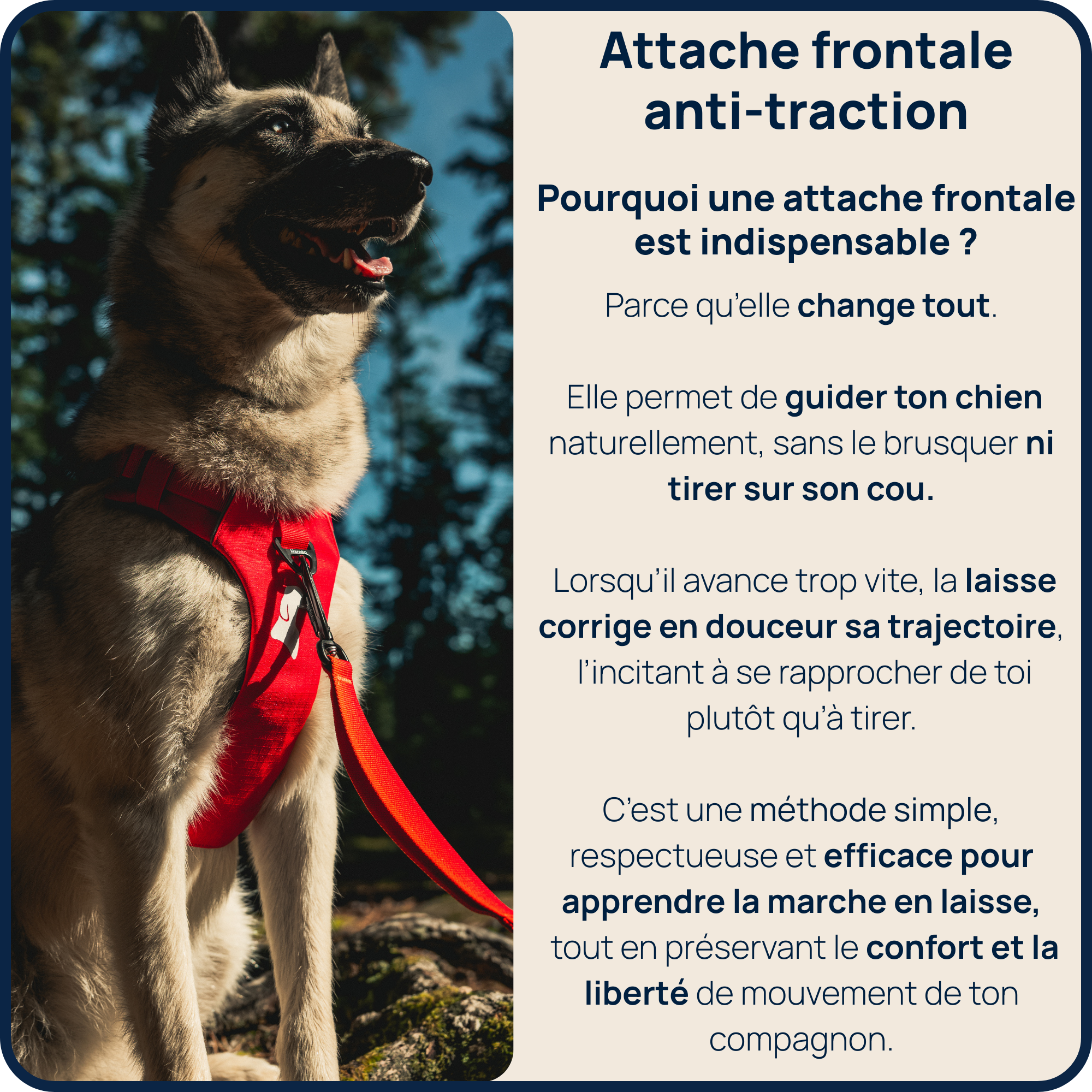 Harnais Anti-Traction Équinoxe