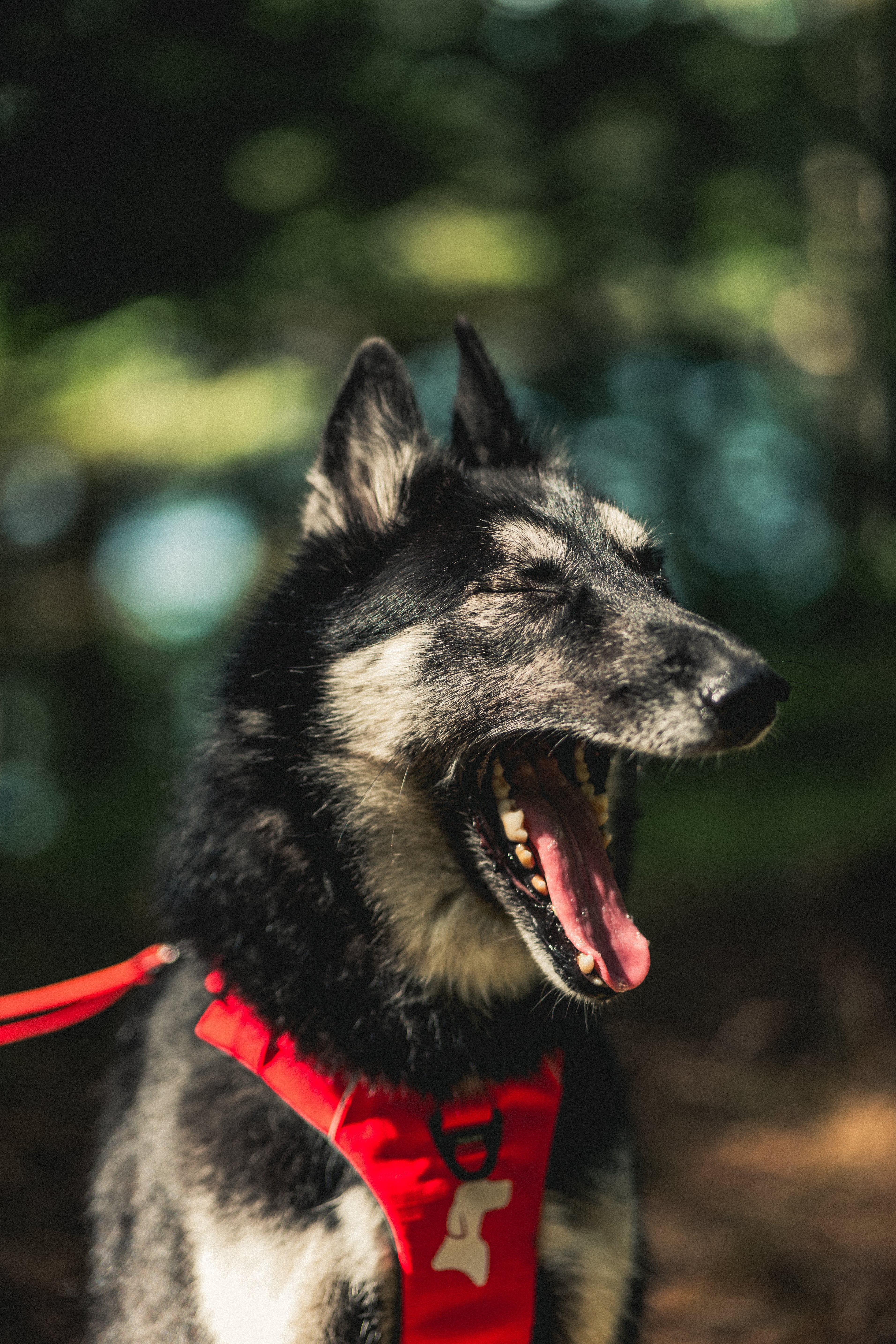 il s'agit d'un chien avec un harnais