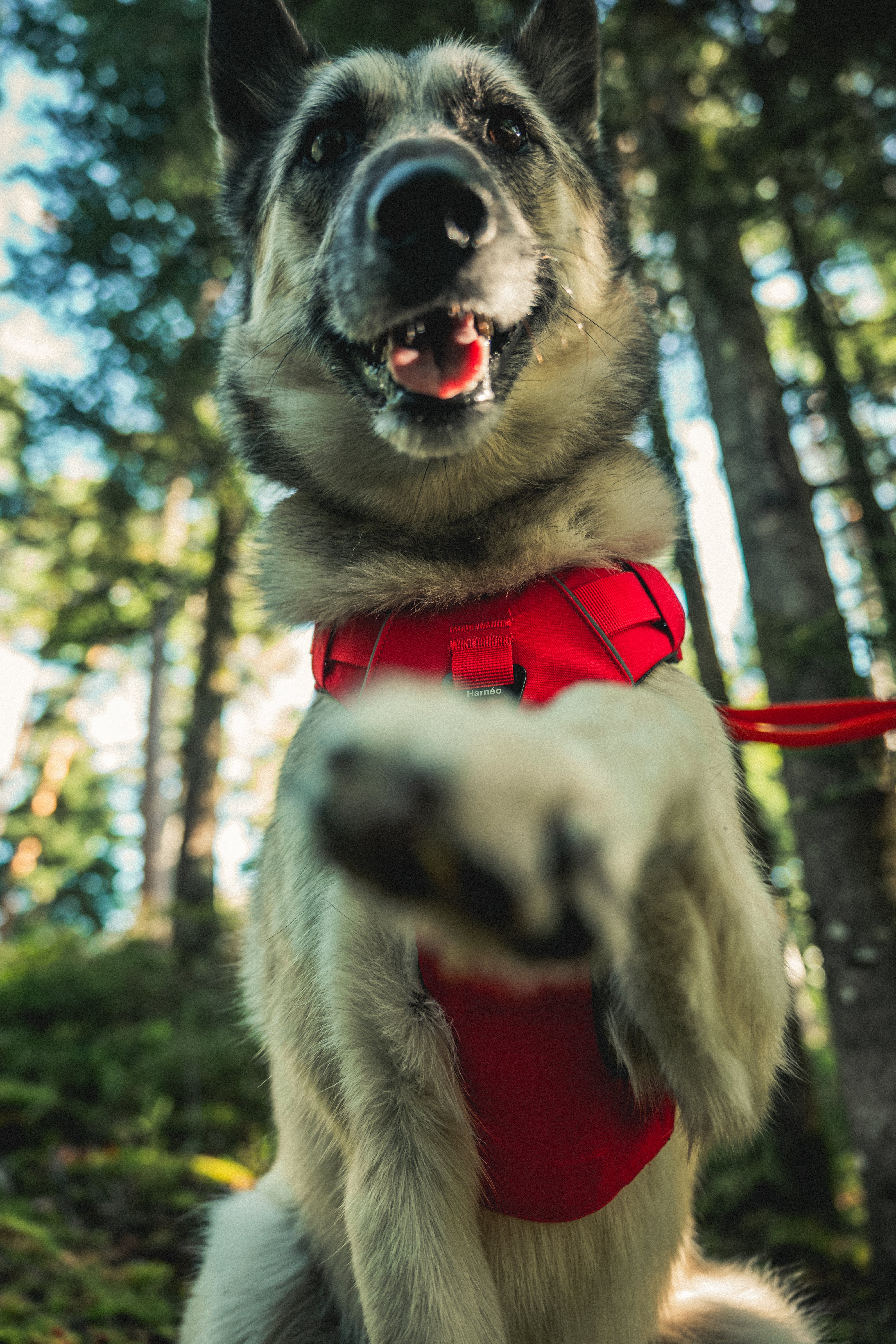 il s'agit d'un chien avec un harnais